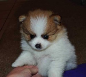 MAGNIFICENT POMERANIAN PUPPIES FOR SALE Price: $300