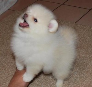 Lovely  and outstanding  Pomeranian Puppies for a good home