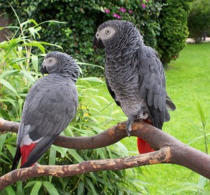 Great African congo Grey Parrots