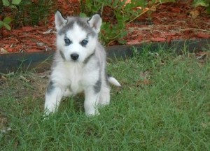 Adorable beautiful siberian husky puppies for sale