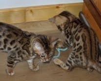 Re: Two male and female F2 Savannah kittens available. , vet checked, home raised and bottle fed F2 Savannah kittens available f