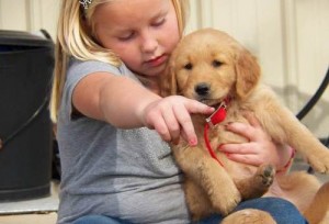 Female Golden Retriever....