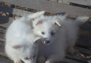 MAle and Female American Eskimo