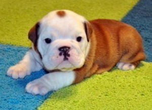 FULL-BREED ENGLISH BULLDOG PUPPIES FOR RE-HOMING