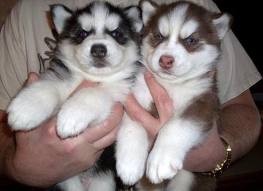 Pottytrained Siberian Husky Puppies for X-mas.