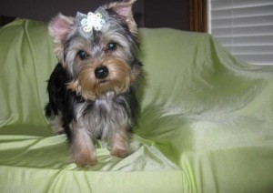 adorable yorkie puppies for adoption
