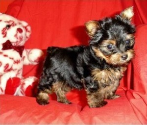 Teacup Yorkie Puppies For Adoption