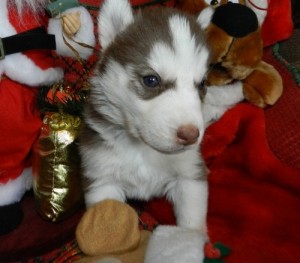 Lovely And Playful Two Blue Eyes Siberian Husky Pupies For New Homes.