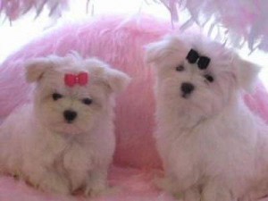 Adorable Maltese puppies for X-MASS adoption