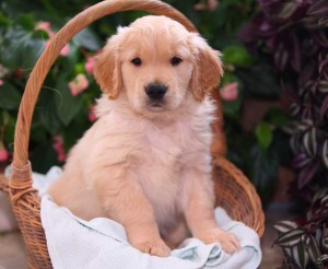 AKC Golden Retriever Christmas Puppies