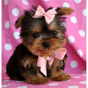 fluffy Male and Female yorkie pups - text (256) 369-3813