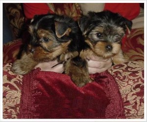 fluffy Male and Female yorkie pups - text (256) 369-3813