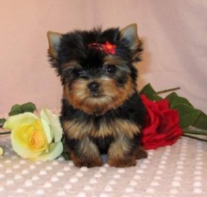 adorable Yorkie Puppies for xmass -text (256) 369-3813