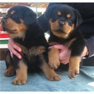 Akc REG. German Rottweiler puppies