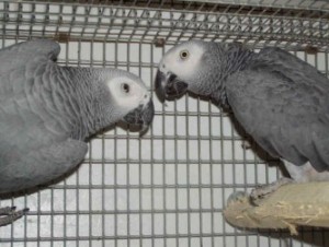 Talkling Congo African Grey Parrots For Chrisma+cage