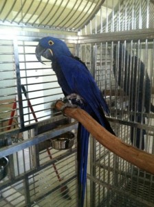TALKING PAIR HYACINTH MACAW BIRDS NEED NEW HOME TEXT (513) 900-1417