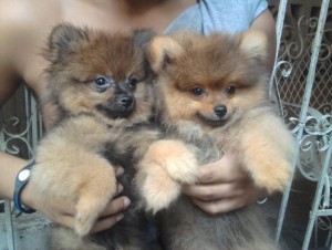 Well brought up pom puppies for Xmas