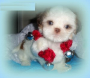 shih tzu puppies for adoption