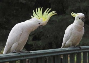 Awesome Baby Face Xmas Hand-Fed Umbrella Cockatoo For Sale!!!