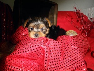Wow Excellent  $95 Male $95 ~Teacup and Tiny Toy Yorkie Puppies For Adoption ~