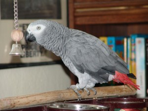 Wow we have two avalailable Hand Raise Talking African Grey Parrots For Adoption Text .(760) 823-7180