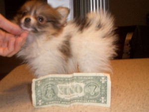 Beautiful Male and Female teacup Pomeranian puppies ready for you and your family.contact with cell phone number.