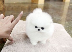 Amazing tiny teacup Pomeranian puppies for adoption contact with cell phone number please.