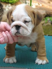 Male &amp; Female English bulldog Puppies for Christmas. Call or text us @ (240) 348-2000