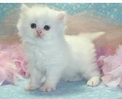 Persian kittens for sale