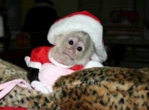 xmas capuchin monkey for adoption