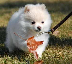 Energetic Teacup Pomeranian puppies for  free adoption
