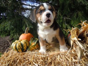 Cute Beagle Pups