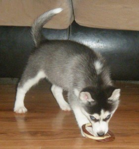 playful siberian husky puppies 4 sale