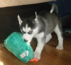 shots and wormings siberian husky puppies 4 sale