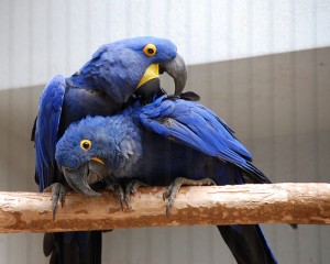 Talented and well tamed hyacinth Macaws for adoption (Anodorhynchus   hyacinthinus)