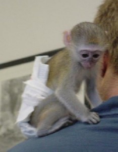 Baby Marmoset and Capuchin monkeys Available
