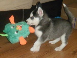 AWESOME GRAY/WHITE siberian husky puppies 4 sale