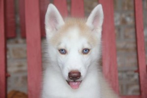 Spooky siberian husky puppies 4 sale