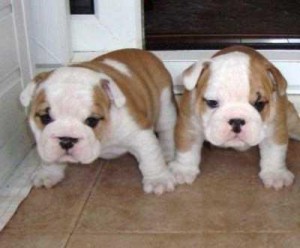 X-mas English Bulldog::: we are looking for a new home for our male and female english bulldog . There are home raised and also