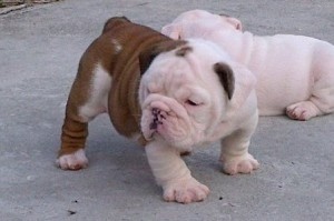 Awesome English Bulldog Puppies Available For Sale****