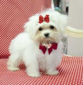Male and female Maltese puppies for adoption.