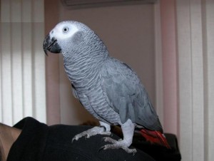 African grey parrots