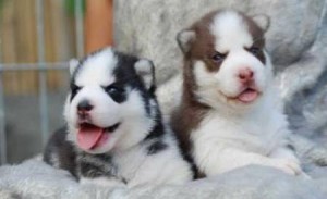 Male and female siberianhusky puppies ready for any loving and caring home.(218-414-7650)
