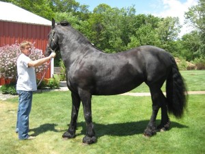 fresian horse for sale