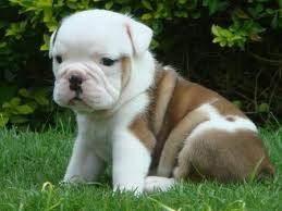 Top Quality Christmas Adorable English Bulldog Puppies.