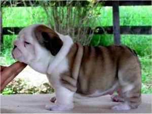 CUTE X-MASS ENGLISH BULL DOG PUPPIES FOR RE-HOMING.