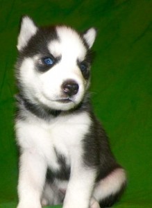 &quot;Hi, my name is Skippy. I am active and full of energy.Blue Eyes Siberian Husky Puppies.