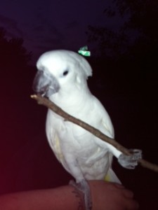 Umbrella Cockatoo