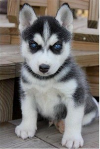 Awesome Male and Female Siberian Husky Puppies Available for Christmas