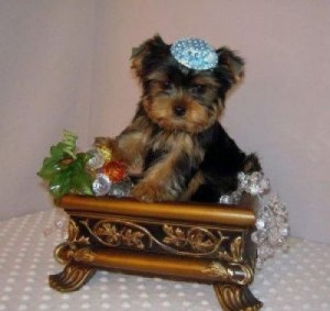 Lovely X-Mass male and female black and gold Yorkshire Terrier puppy Available